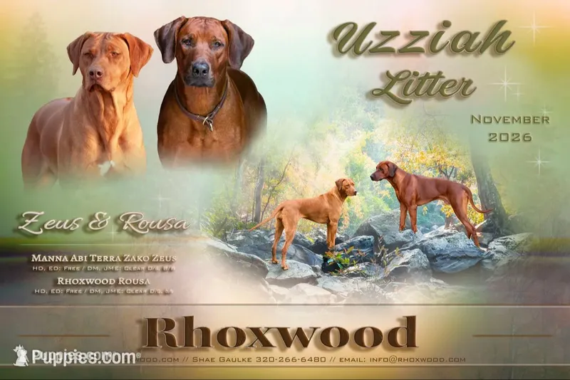 AKC Rhodesian Ridgeback Puppies – Rhodesian Ridgeback puppy for sale in Hillman, MN