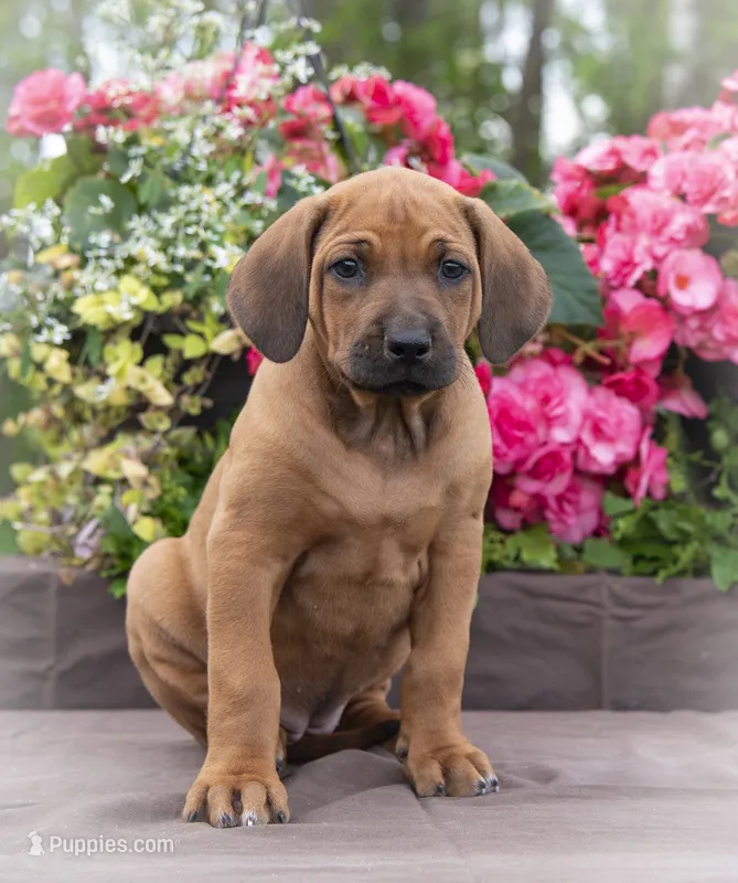 AKC Rhodesian Ridgeback Puppy - Miss Light Blue – Rhodesian Ridgeback puppy for sale in Hillman, MN