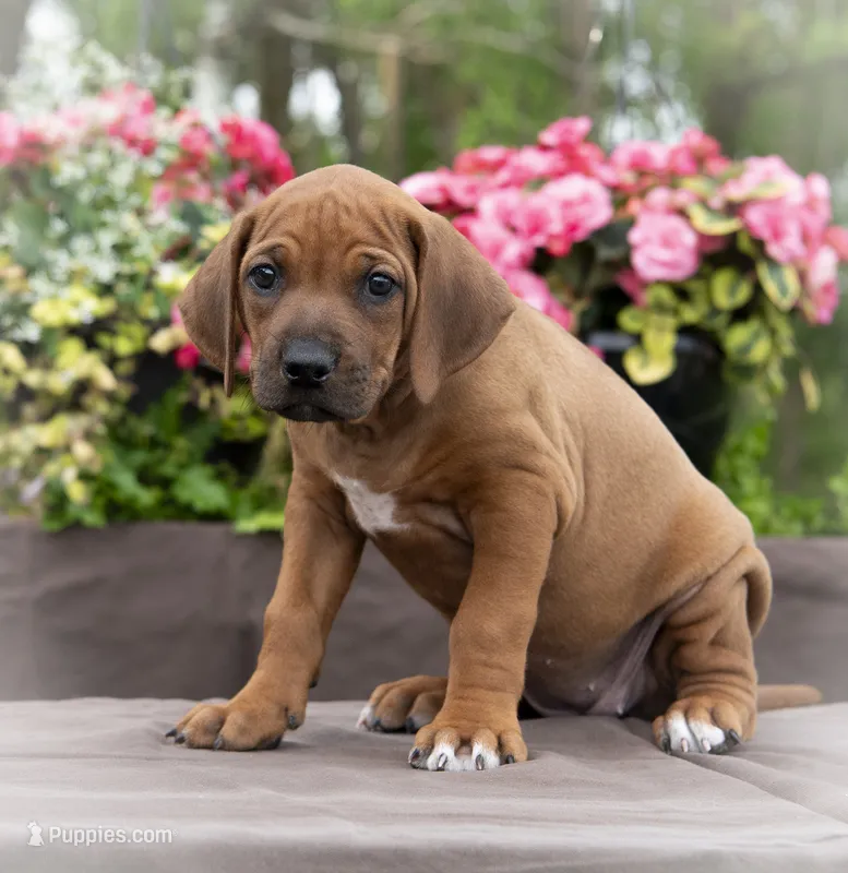 Miss Gray - AKC Rhodesian Ridgeback Puppy / Midwest – Rhodesian Ridgeback puppy for sale in Hillman, MN