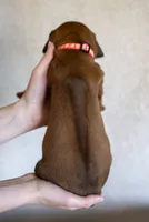 Miss Hot Pink - AKC Rhodesian Ridgeback Puppy, a female Rhodesian Ridgeback for sale in Hillman, MN – 4 of 9