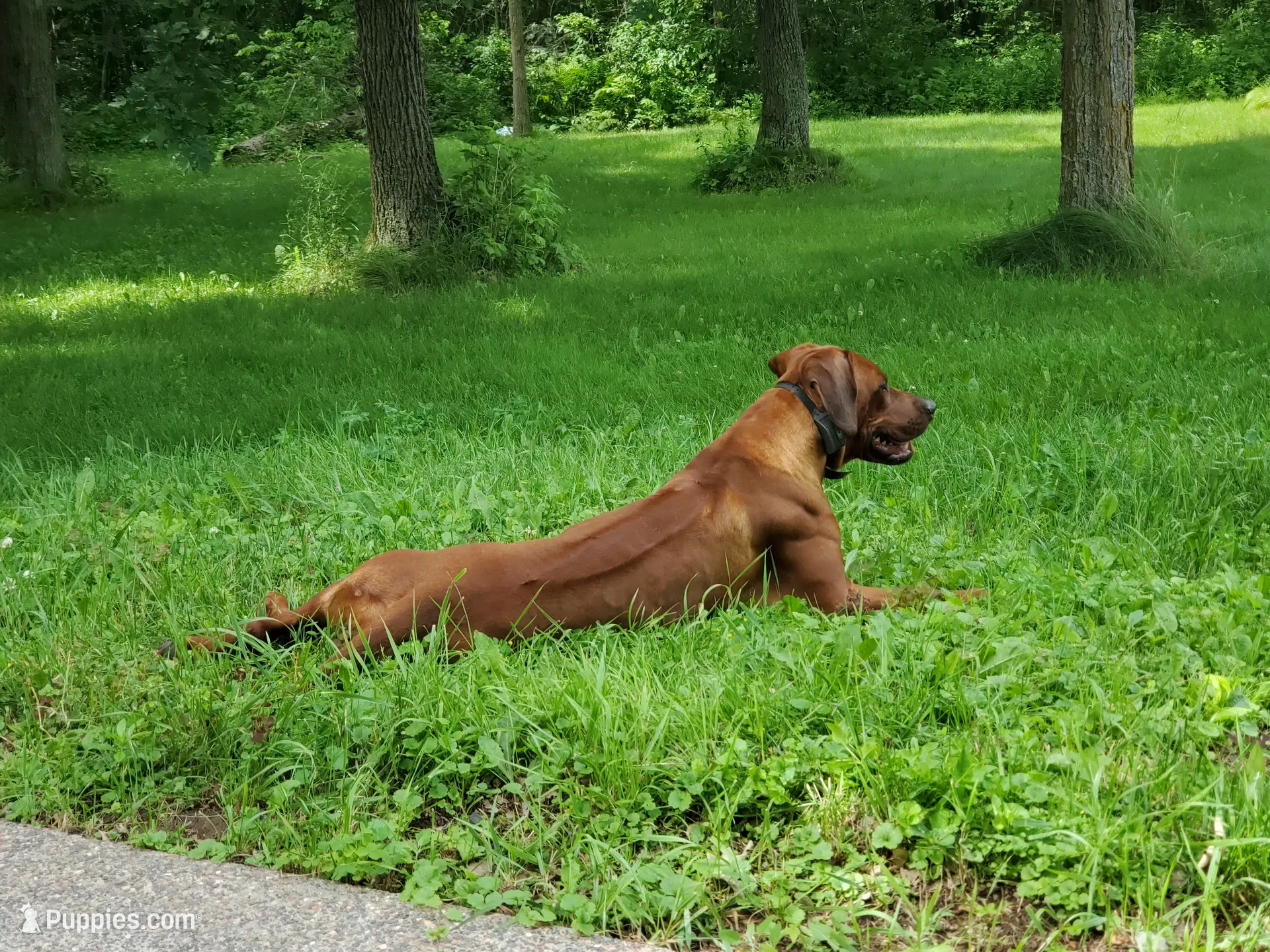 AKC Rhodesian Ridgeback Puppy, a female Rhodesian Ridgeback for sale in Hillman, MN – 6 of 9
