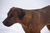 Rhoxwood Rhodesian Ridgebacks - Mr. Brown, a male Rhodesian Ridgeback for sale in Hillman, MN – 4 of 6