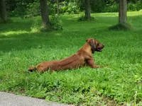 Miss Hot Pink - AKC Rhodesian Ridgeback Puppy, a female Rhodesian Ridgeback for sale in Hillman, MN – 9 of 9