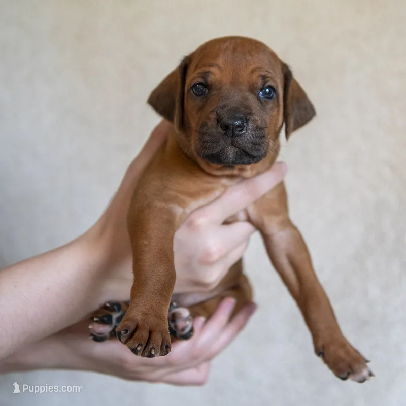 AKC Rhodesian Ridgeback Puppy - Miss Light Blue – Rhodesian Ridgeback puppy for sale in Hillman, MN