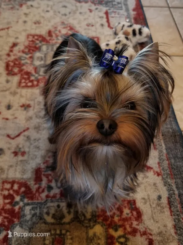 Jin Jin (breeding potential) – Yorkshire Terrier puppy for sale in Hillman, MN