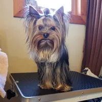 Jin Jin (breeding potential), a male Yorkshire Terrier for sale in Hillman, MN – Photo 2 of 2