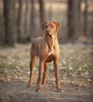AKC Rhodesian Ridgeback Puppies, a  Rhodesian Ridgeback for sale in Hillman, MN – 5 of 7
