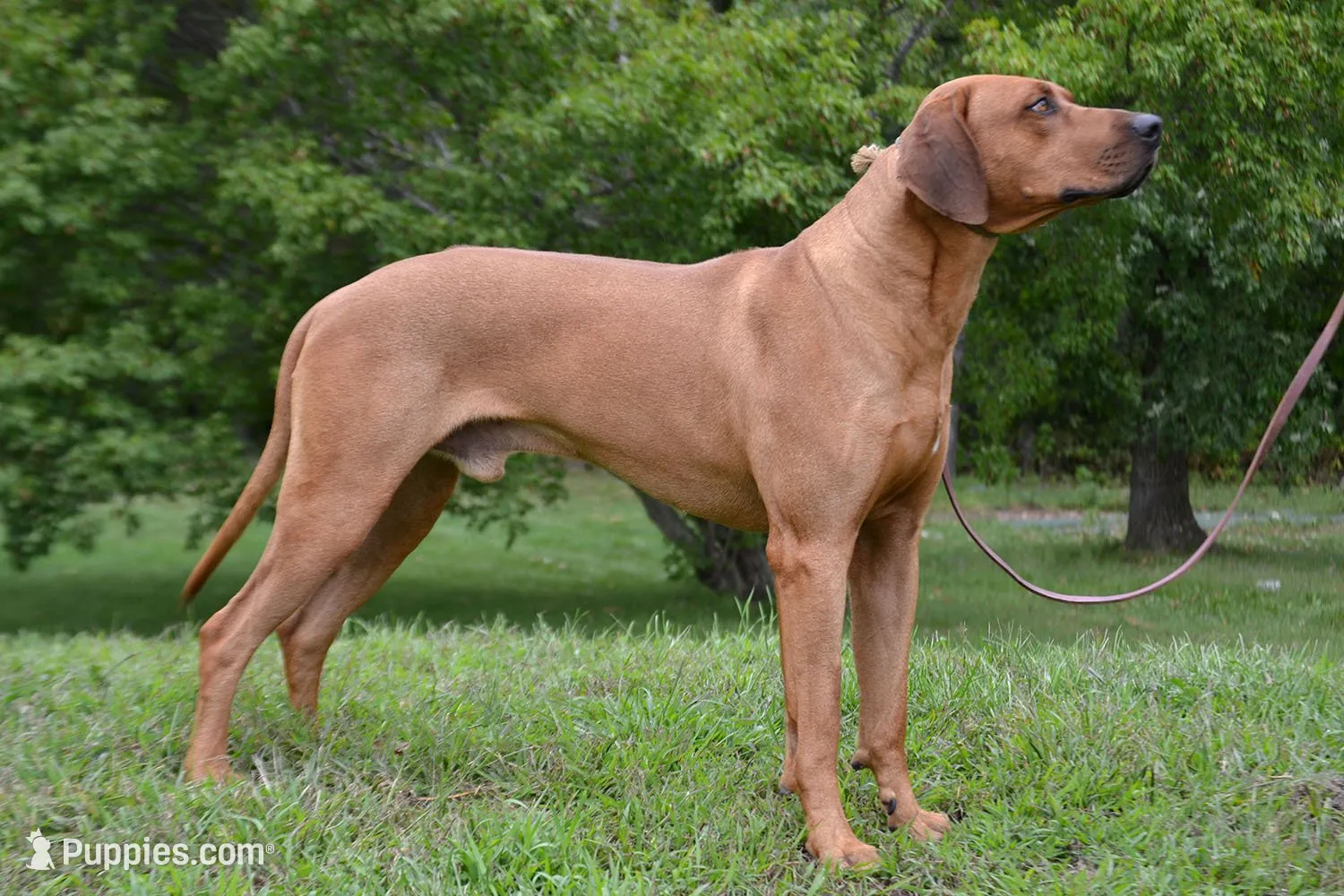 AKC Rhodesian Ridgeback Puppy, a female Rhodesian Ridgeback for sale in Hillman, MN – 9 of 9