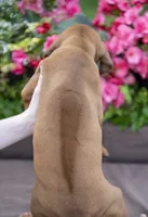 Miss Hot Pink - AKC Rhodesian Ridgeback Puppy, a female Rhodesian Ridgeback for sale in Hillman, MN – 2 of 9