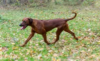 Rhoxwood Rhodesian Ridgebacks - Mr. Brown, a male Rhodesian Ridgeback for sale in Hillman, MN – 5 of 6