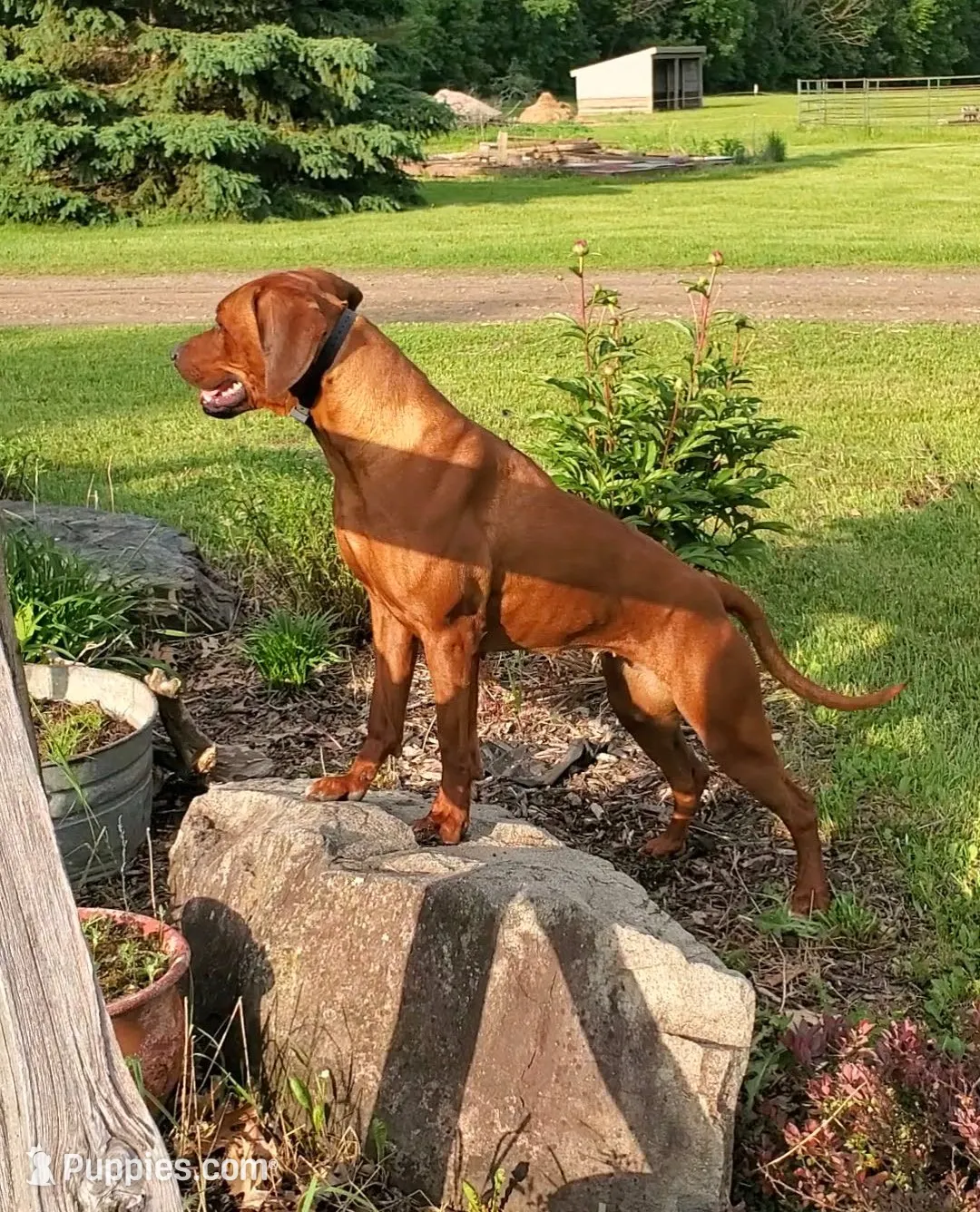AKC Rhodesian Ridgeback Puppy, a female Rhodesian Ridgeback for sale in Hillman, MN – 4 of 9