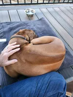 Bella AKC Rhodesian Ridgeback 6Mo COLORADO, a female Rhodesian Ridgeback for sale in Hillman, MN – 2 of 4