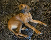 Bella AKC Rhodesian Ridgeback 6Mo COLORADO, a female Rhodesian Ridgeback for sale in Hillman, MN – 3 of 4