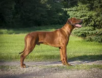 AKC Rhodesian Ridgeback Puppies, a  Rhodesian Ridgeback for sale in Hillman, MN – 3 of 7
