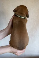 AKC Rhodesian Ridgeback Puppy Mr Black, a female Rhodesian Ridgeback for sale in Hillman, MN – 3 of 10