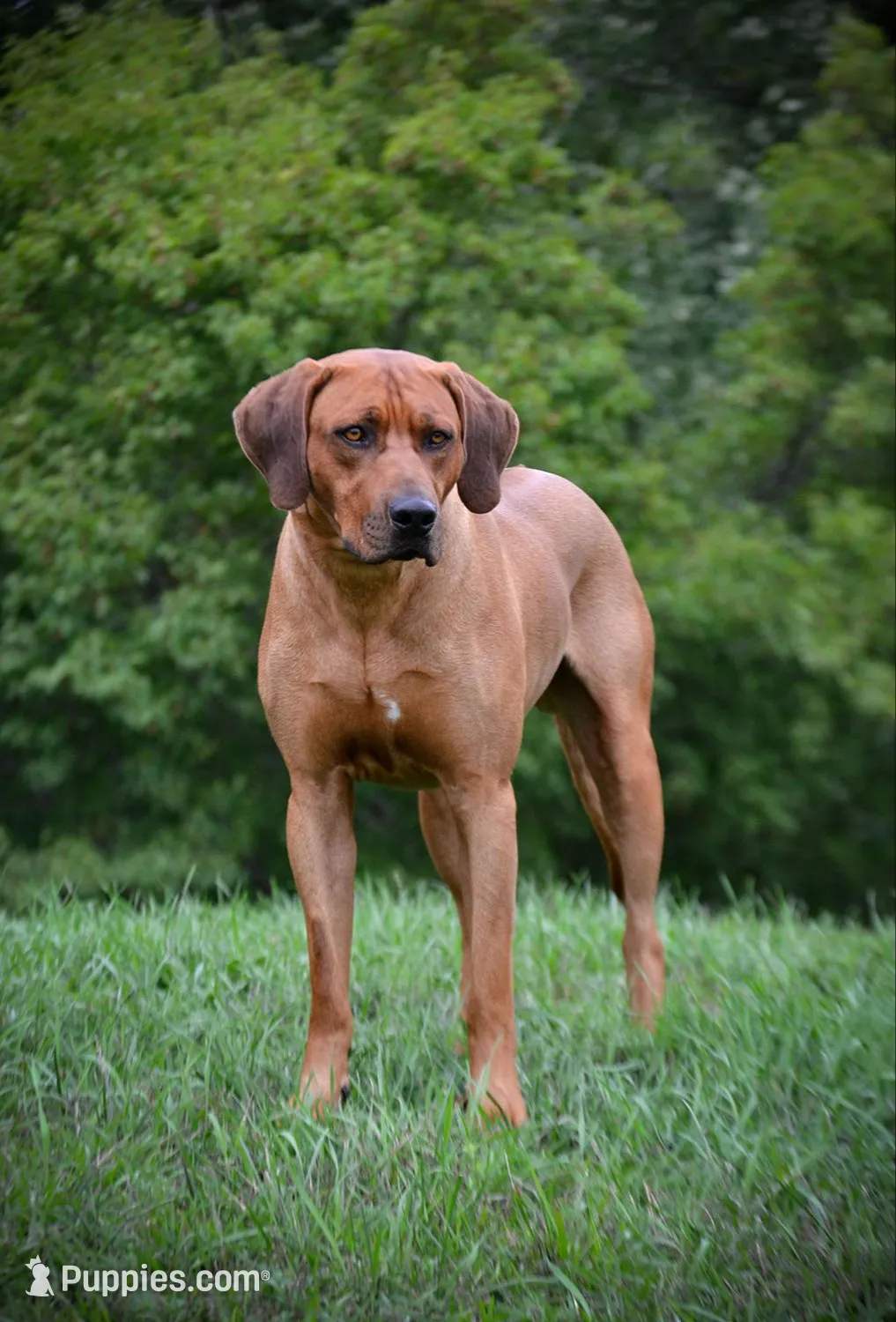 AKC Rhodesian Ridgeback Puppy, a female Rhodesian Ridgeback for sale in Hillman, MN – 7 of 9