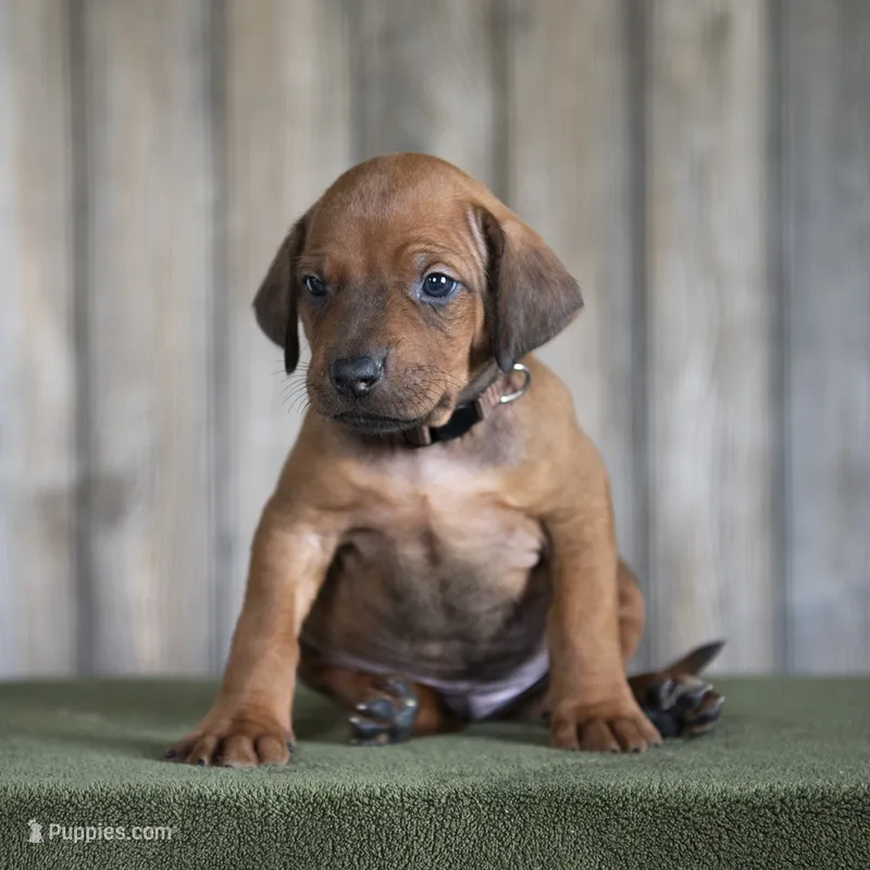 Rhoxwood Rhodesian Ridgebacks - Mr. Brown – Rhodesian Ridgeback puppy for sale in Hillman, MN
