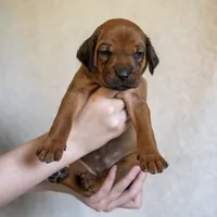 AKC Rhodesian Ridgeback Puppy Miss Lime Green, a female Rhodesian Ridgeback for sale in Hillman, MN – 2 of 9