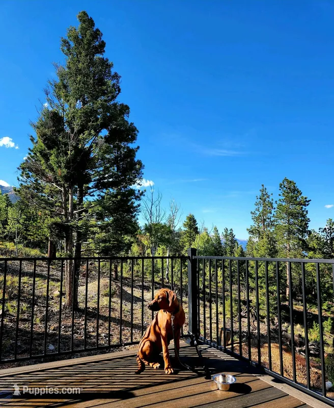 Bella AKC Rhodesian Ridgeback 6Mo COLORADO – Rhodesian Ridgeback puppy for sale in Hillman, MN