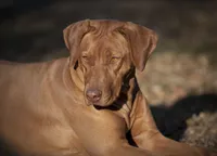 AKC Rhodesian Ridgeback Puppies, a  Rhodesian Ridgeback for sale in Hillman, MN – 6 of 7