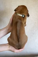 Miss Gray - AKC Rhodesian Ridgeback Puppy / Midwest, a female Rhodesian Ridgeback for sale in Hillman, MN – 4 of 10