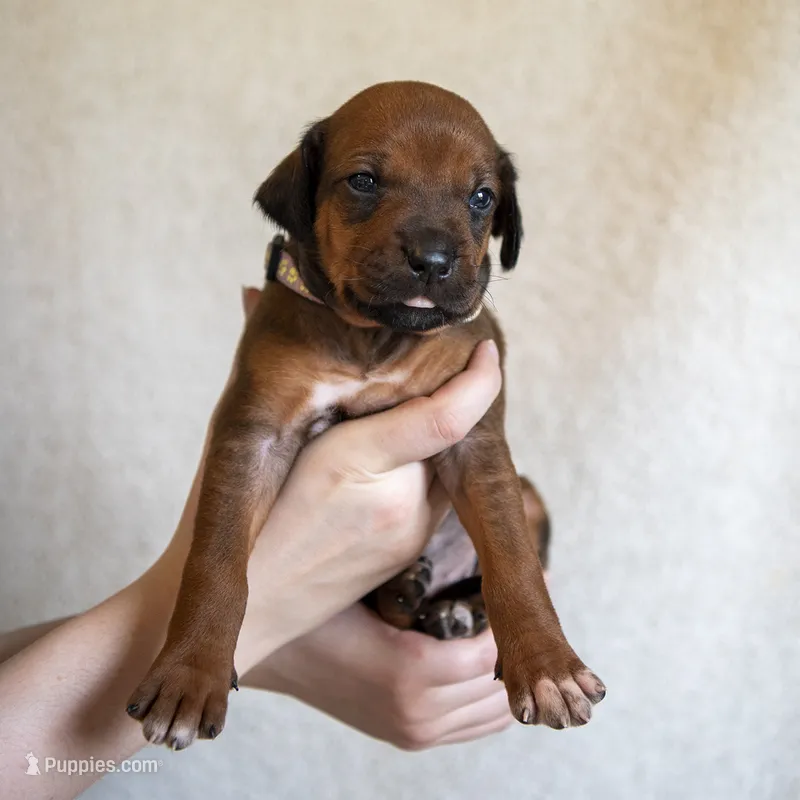 AKC Rhodesian Ridgeback Puppy – Rhodesian Ridgeback puppy for sale in Hillman, MN