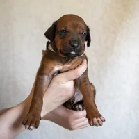 AKC Rhodesian Ridgeback Puppy, a female Rhodesian Ridgeback for sale in Hillman, MN – 1 of 9