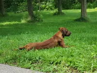 Miss Hot Pink - AKC Rhodesian Ridgeback Puppy, a female Rhodesian Ridgeback for sale in Hillman, MN – 8 of 9