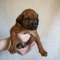 Miss Gray - AKC Rhodesian Ridgeback Puppy / Midwest, a female Rhodesian Ridgeback for sale in Hillman, MN – 3 of 10