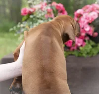 Miss Gray - AKC Rhodesian Ridgeback Puppy / Midwest, a female Rhodesian Ridgeback for sale in Hillman, MN – 2 of 10