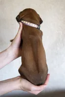 AKC Rhodesian Ridgeback Puppy, a female Rhodesian Ridgeback for sale in Hillman, MN – 2 of 9