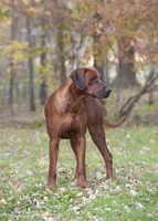 Rhoxwood Rhodesian Ridgebacks - Mr. Brown, a male Rhodesian Ridgeback for sale in Hillman, MN – 3 of 6