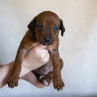 Miss Hot Pink - AKC Rhodesian Ridgeback Puppy, a female Rhodesian Ridgeback for sale in Hillman, MN – 3 of 9