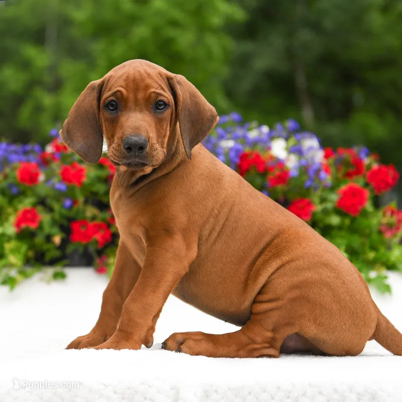Rhoxwood Rhodesian Ridgebacks - Mr. Brown – Rhodesian Ridgeback puppy for sale in Hillman, MN