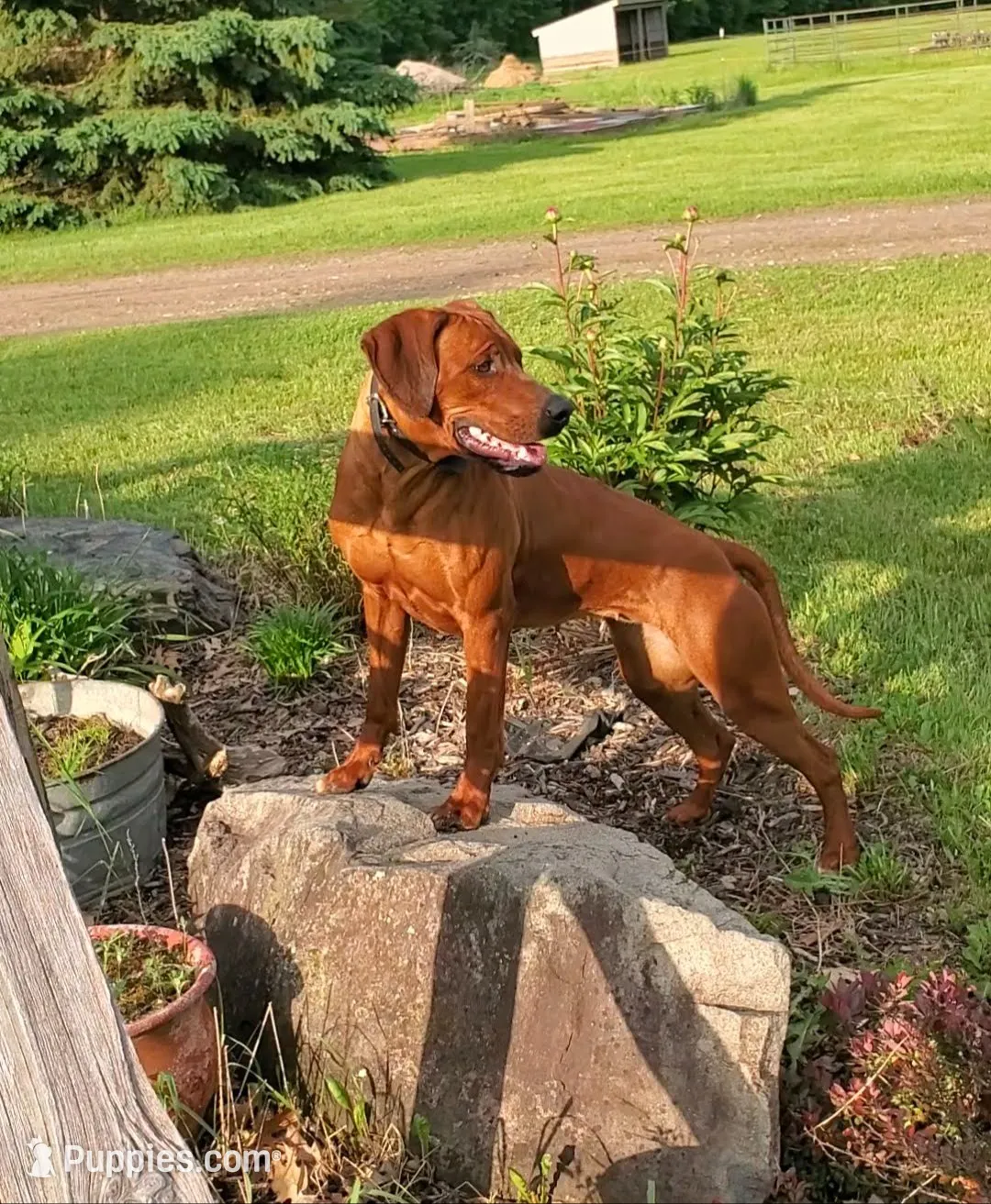 AKC Rhodesian Ridgeback Puppy, a female Rhodesian Ridgeback for sale in Hillman, MN – 3 of 9