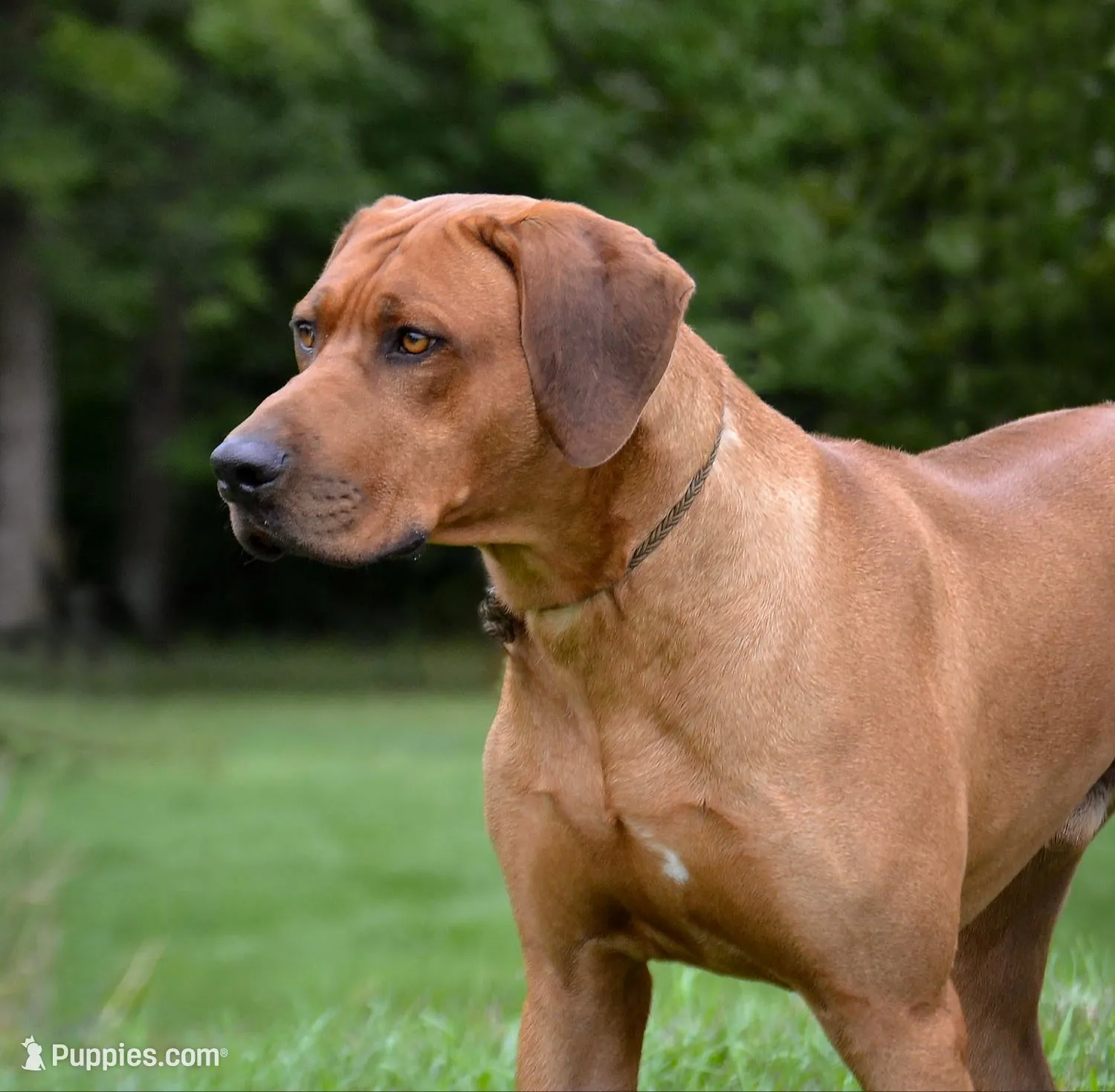 Miss Hot Pink - AKC Rhodesian Ridgeback Puppy, a female Rhodesian Ridgeback for sale in Hillman, MN – 6 of 9