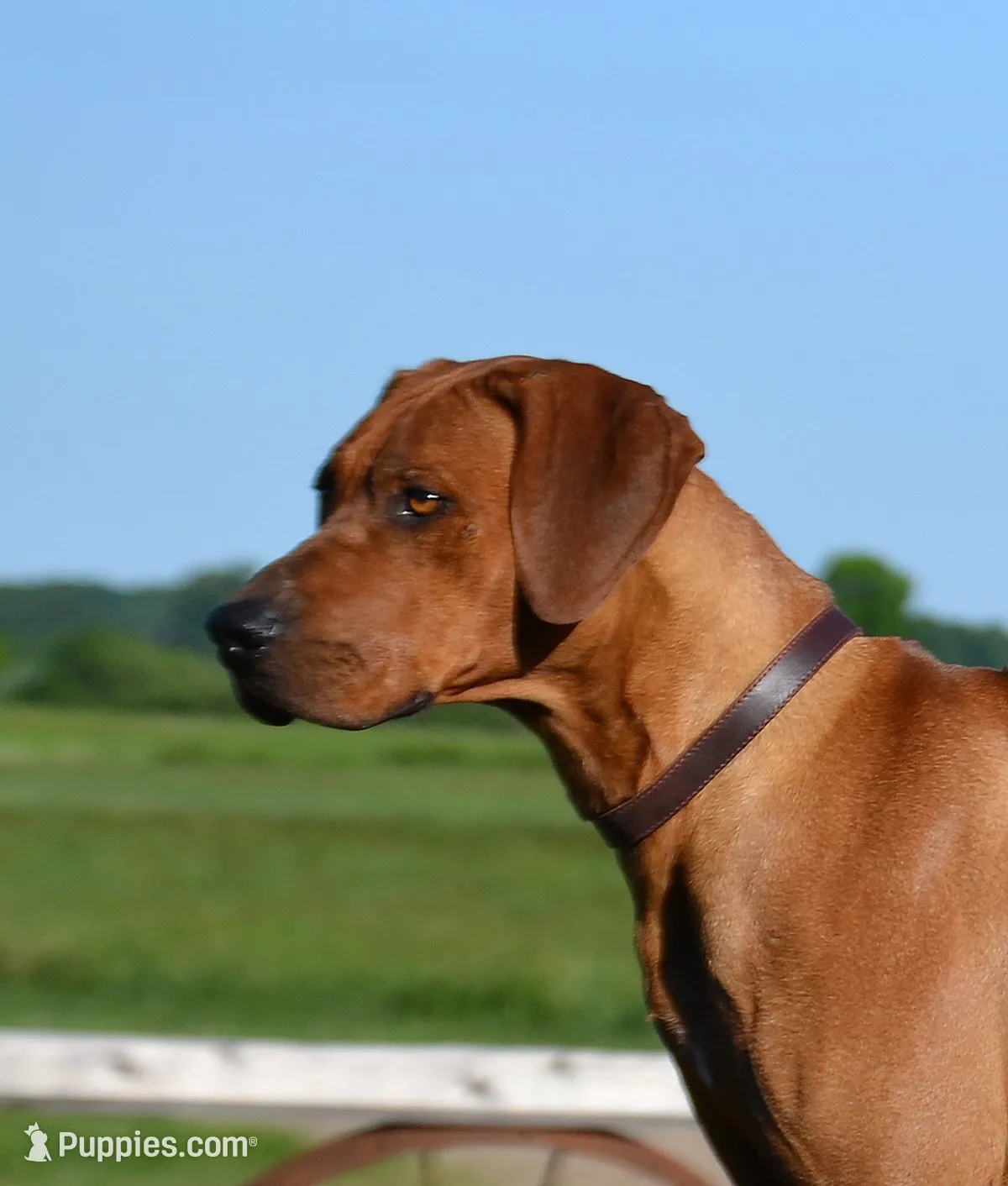 AKC Rhodesian Ridgeback Puppy Miss Lime Green, a female Rhodesian Ridgeback for sale in Hillman, MN – 3 of 9