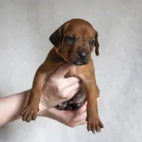 AKC Rhodesian Ridgeback Puppy - Miss Orange, a female Rhodesian Ridgeback for sale in Hillman, MN – 2 of 10