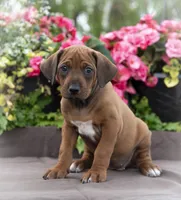 Miss Hot Pink - AKC Rhodesian Ridgeback Puppy, a female Rhodesian Ridgeback for sale in Hillman, MN – 1 of 9