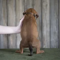 Rhoxwood Rhodesian Ridgebacks - Mr. Brown, a male Rhodesian Ridgeback for sale in Hillman, MN – 2 of 6
