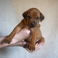 AKC Rhodesian Ridgeback Puppy Mr Black, a female Rhodesian Ridgeback for sale in Hillman, MN – 2 of 10