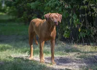 Rhoxwood Rhodesian Ridgebacks - Mr. Brown, a male Rhodesian Ridgeback for sale in Hillman, MN – 6 of 6