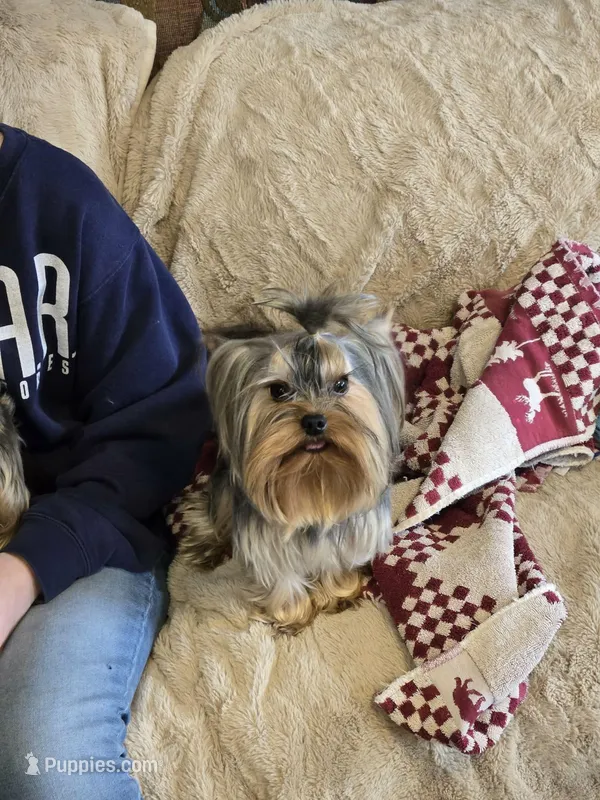 Little Jack - (breeding potential) – Yorkshire Terrier puppy for sale in Hillman, MN