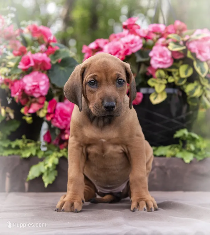 AKC Rhodesian Ridgeback Puppy Miss Lime Green – Rhodesian Ridgeback puppy for sale in Hillman, MN