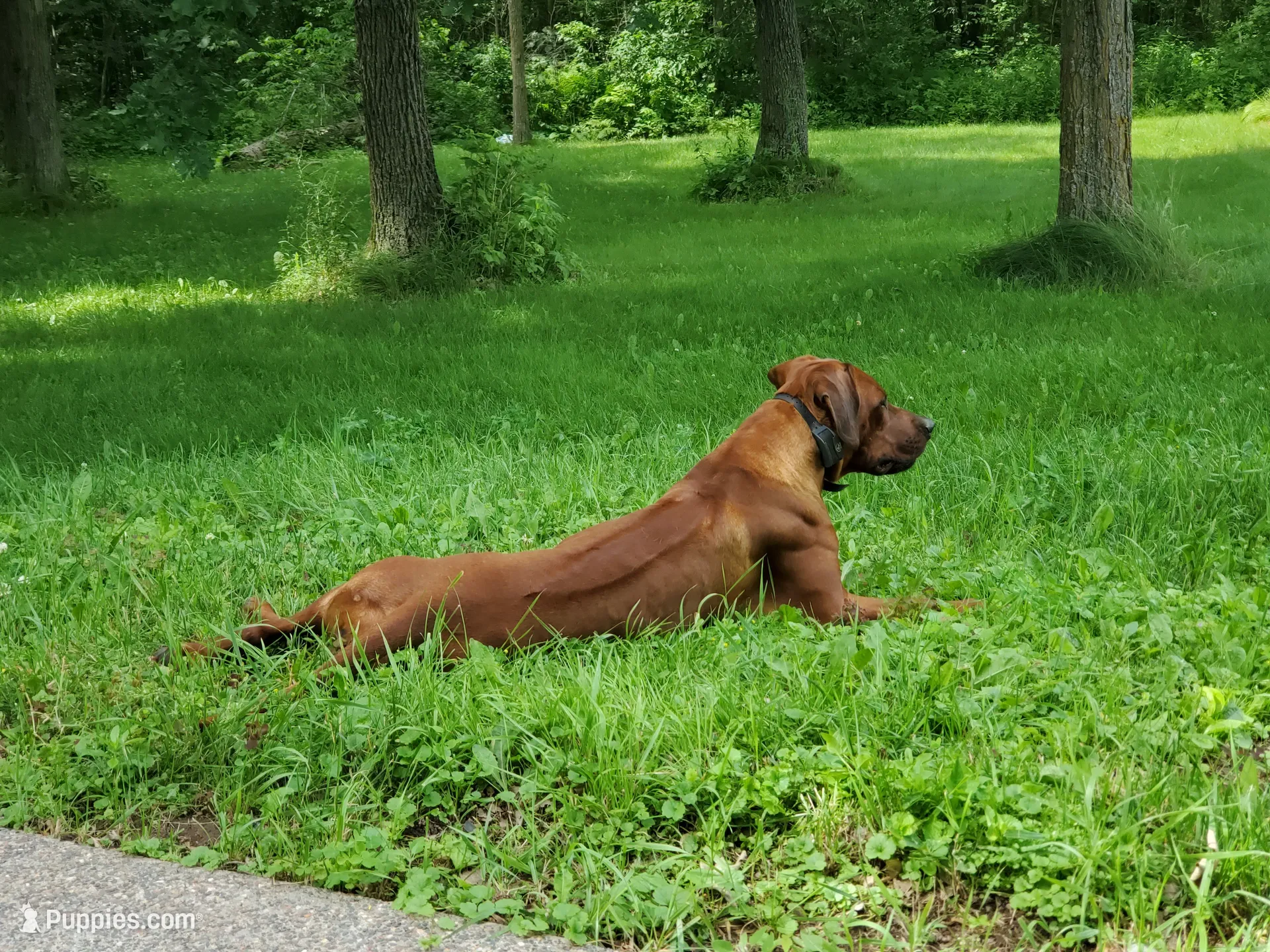AKC Rhodesian Ridgeback Puppy, a female Rhodesian Ridgeback for sale in Hillman, MN – 5 of 9