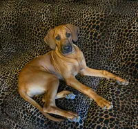 Bella AKC Rhodesian Ridgeback 6Mo COLORADO, a female Rhodesian Ridgeback for sale in Hillman, MN – 4 of 4