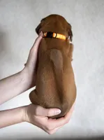 AKC Rhodesian Ridgeback Puppy - Miss Orange, a female Rhodesian Ridgeback for sale in Hillman, MN – 3 of 10