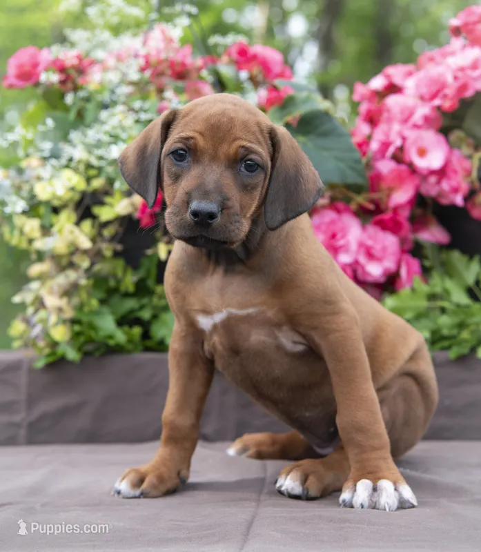 AKC Rhodesian Ridgeback Puppy – Rhodesian Ridgeback puppy for sale in Hillman, MN