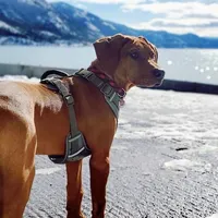 Rhoxwood Rhodesian Ridgebacks, a  Rhodesian Ridgeback for sale in Hillman, MN – Photo 6 of 8