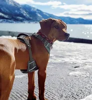 Rhoxwood Rhodesian Ridgebacks, a  Rhodesian Ridgeback for sale in Hillman, MN – Photo 6 of 8